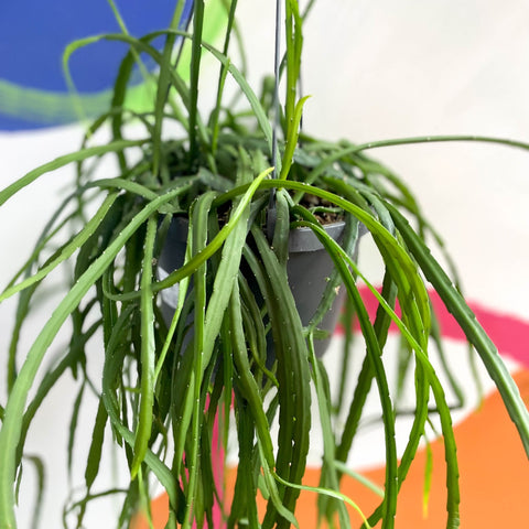 Forest Cactus - Lepismium bolivianum - Sprouts of Bristol