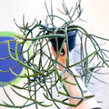Forest Cactus - Lepismium pulvinigerum - Sprouts of Bristol