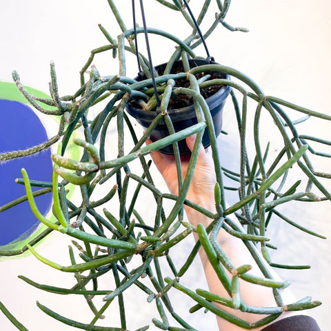 Forest Cactus - Lepismium pulvinigerum - Sprouts of Bristol