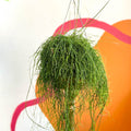 Forest Cactus - Rhipsalis baccifera 'Oasis' - Sprouts of Bristol