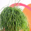 Forest Cactus - Rhipsalis baccifera 'Oasis' - Sprouts of Bristol