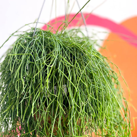 Forest Cactus - Rhipsalis baccifera 'Oasis' - Sprouts of Bristol