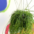 Forest Cactus - Rhipsalis baccifera 'Oasis' - Sprouts of Bristol