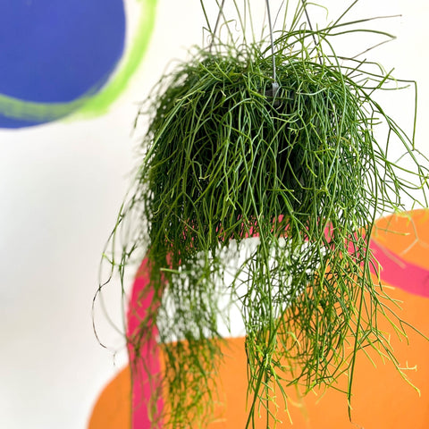 Forest Cactus - Rhipsalis baccifera 'Oasis' - Sprouts of Bristol