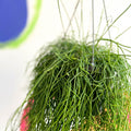 Forest Cactus - Rhipsalis baccifera 'Oasis' - Sprouts of Bristol