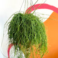 Forest Cactus - Rhipsalis baccifera 'Oasis' - Sprouts of Bristol