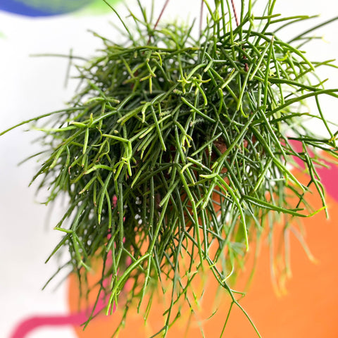 Forest Cactus - Rhipsalis baccifera subs. shaferi - Sprouts of Bristol