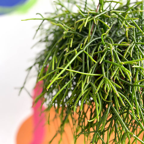 Forest Cactus - Rhipsalis baccifera subs. shaferi - Sprouts of Bristol