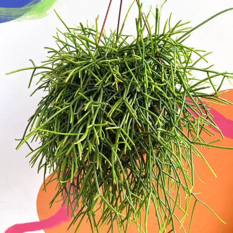 Forest Cactus - Rhipsalis baccifera subs. shaferi - Sprouts of Bristol