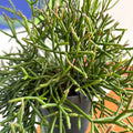 Forest Cactus - Rhipsalis burchellii - Sprouts of Bristol