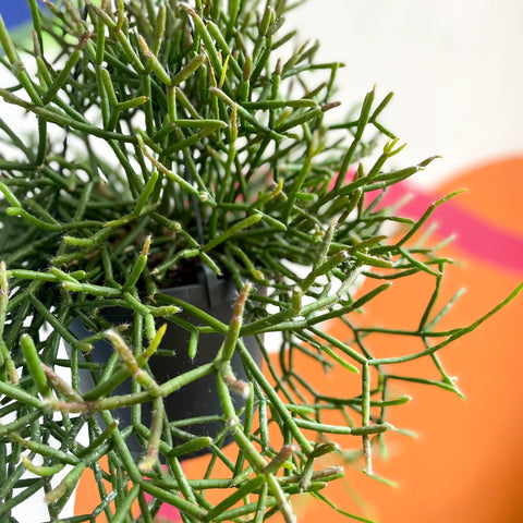 Forest Cactus - Rhipsalis burchellii - Sprouts of Bristol