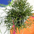 Forest Cactus - Rhipsalis burchellii - Sprouts of Bristol