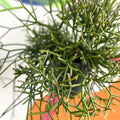 Forest Cactus - Rhipsalis burchellii - Sprouts of Bristol