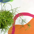Forest Cactus - Rhipsalis cassutha - Sprouts of Bristol