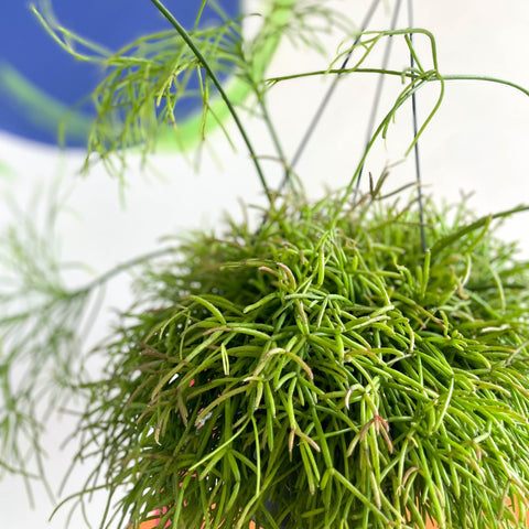 Forest Cactus - Rhipsalis cassutha - Sprouts of Bristol