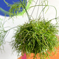Forest Cactus - Rhipsalis cassutha - Sprouts of Bristol