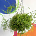 Forest Cactus - Rhipsalis cassutha - Sprouts of Bristol
