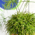Forest Cactus - Rhipsalis cassutha - Sprouts of Bristol