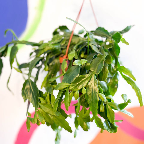 Forest Cactus - Rhipsalis crispata - Sprouts of Bristol