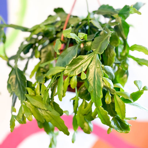 Forest Cactus - Rhipsalis crispata - Sprouts of Bristol