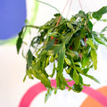 Forest Cactus - Rhipsalis crispata - Sprouts of Bristol