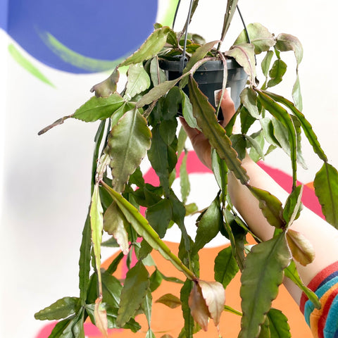 Forest Cactus - Rhipsalis elliptica - Sprouts of Bristol