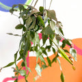 Forest Cactus - Rhipsalis elliptica - Sprouts of Bristol