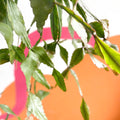 Forest Cactus - Rhipsalis elliptica - Sprouts of Bristol