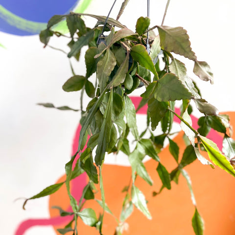 Forest Cactus - Rhipsalis elliptica - Sprouts of Bristol