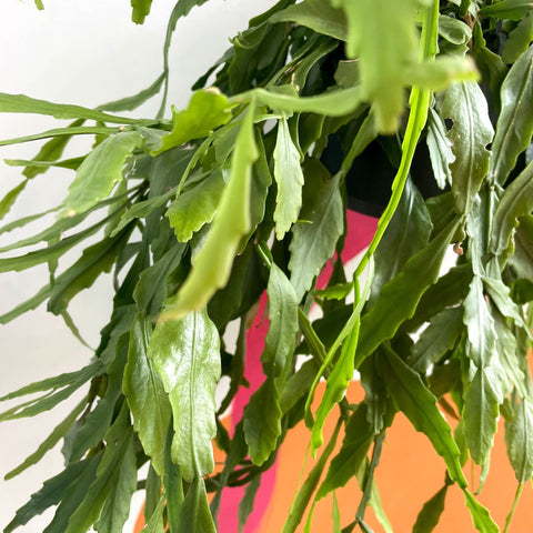 Forest Cactus - Rhipsalis occidentalis - Sprouts of Bristol
