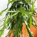 Forest Cactus - Rhipsalis occidentalis - Sprouts of Bristol