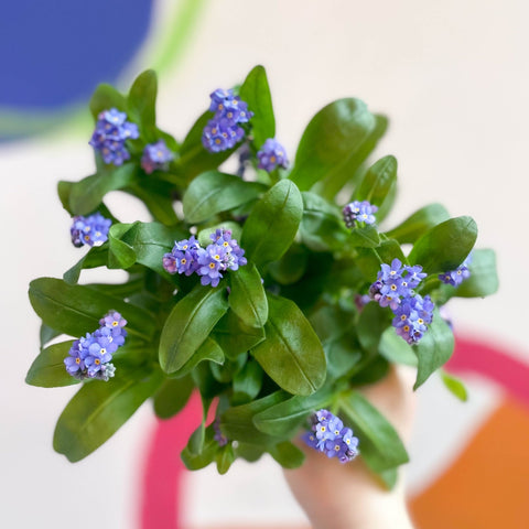 Forget-me-not - Myosotis sylvatica 'Mon Amie Blue' - Sprouts of Bristol