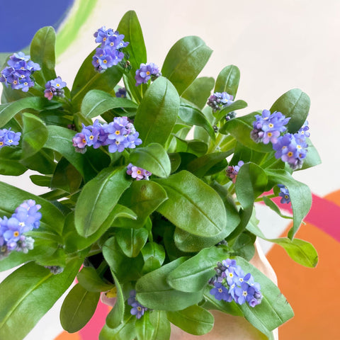 Forget-me-not - Myosotis sylvatica 'Mon Amie Blue' - Sprouts of Bristol