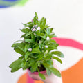 Forget-me-not - Myosotis sylvatica 'Mon Amie Pink' - Sprouts of Bristol