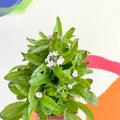Forget-me-not - Myosotis sylvatica 'Mon Amie Pink' - Sprouts of Bristol