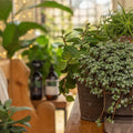 Fortifying Houseplant Plant Food Tonic - Sprouts of Bristol