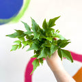 Fortune's Holly-fern - Cyrtomium fortunei - Sprouts of Bristol