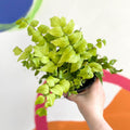 Fortune's Holly-fern - Cyrtomium fortunei - British Grown - Hardy Evergreen Fern - Sprouts of Bristol
