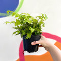 Fortune's Holly-fern - Cyrtomium fortunei - British Grown - Hardy Evergreen Fern - Sprouts of Bristol
