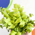 Fortune's Holly-fern - Cyrtomium fortunei - British Grown - Hardy Evergreen Fern - Sprouts of Bristol