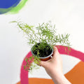 Foxtail Fern - Asparagus densiflorus 'Sprengeri' - British Grown - Sprouts of Bristol