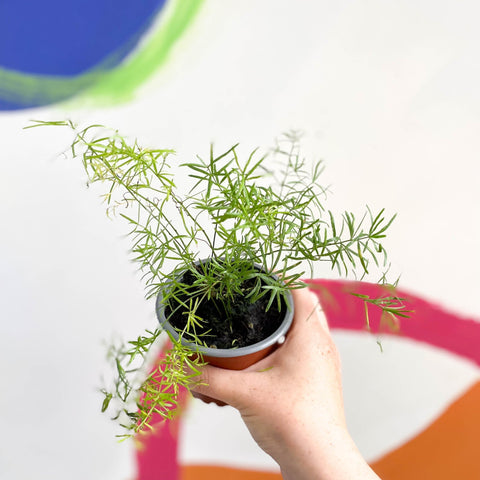 Foxtail Fern - Asparagus densiflorus 'Sprengeri' - British Grown - Sprouts of Bristol
