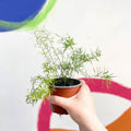 Foxtail Fern - Asparagus densiflorus 'Sprengeri' - British Grown - Sprouts of Bristol