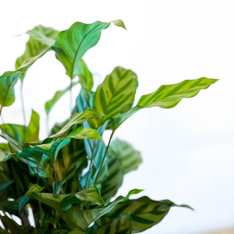 Freddie Calathea - Calathea concinna 'Freddie' - Sprouts of Bristol