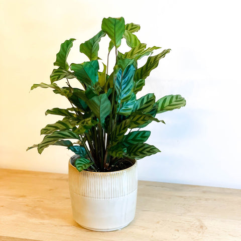 Freddie Calathea - Calathea concinna 'Freddie' - Sprouts of Bristol