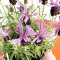 French Lavender - Lavandula stoechas 'Toscane' - Sprouts of Bristol