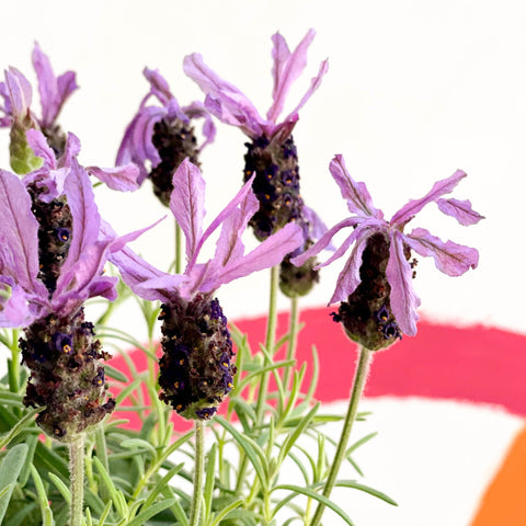 French Lavender - Lavandula stoechas 'Toscane' - Sprouts of Bristol