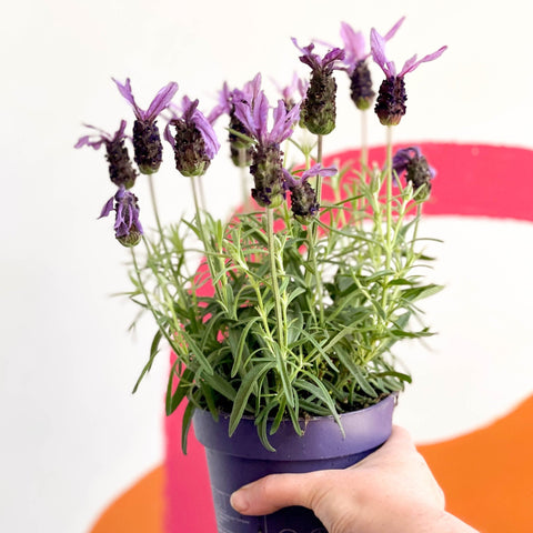 French Lavender - Lavandula stoechas 'Toscane' - Sprouts of Bristol