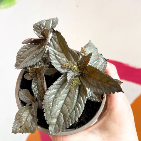 Friendship Plant - Pilea 'Norfolk' - British Grown - Sprouts of Bristol