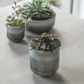 Frith Pot - 10.5cm - Sprouts of Bristol